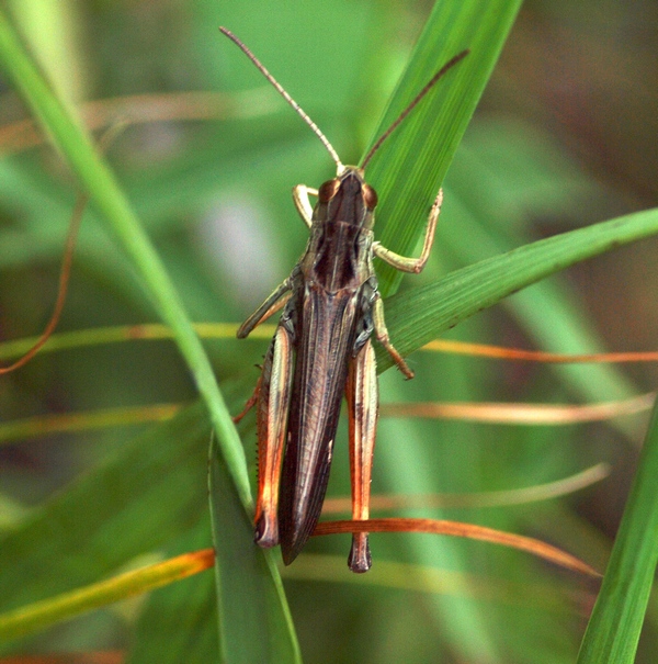 Acrididae
